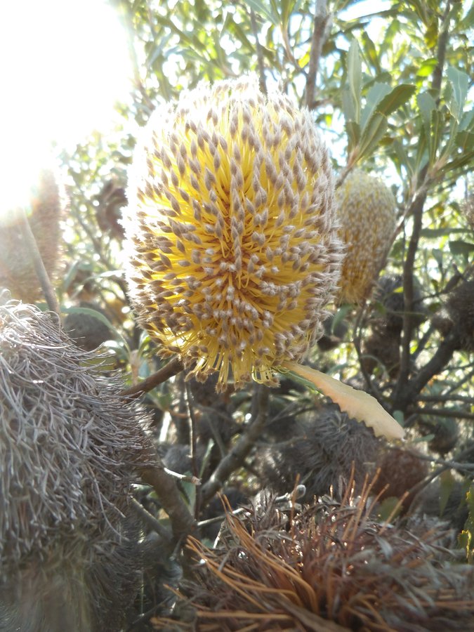 Banksia ornata3.JPG